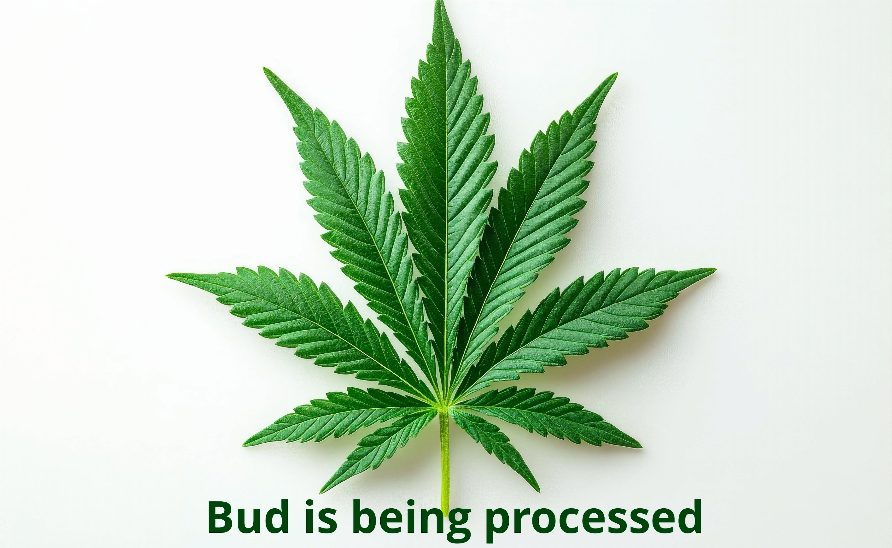 Blazing Budz's version