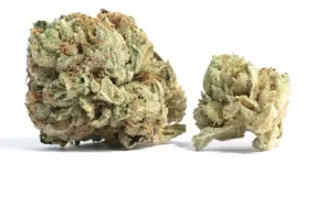 no STeMs's version