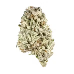no STeMs's version