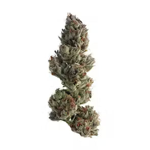 no STeMs's version